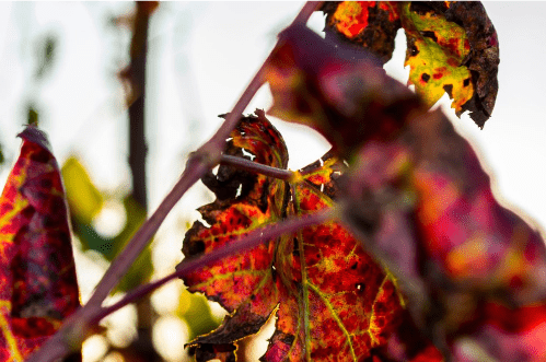 Grapevine leafroll disease in a Western Cape vineyard
