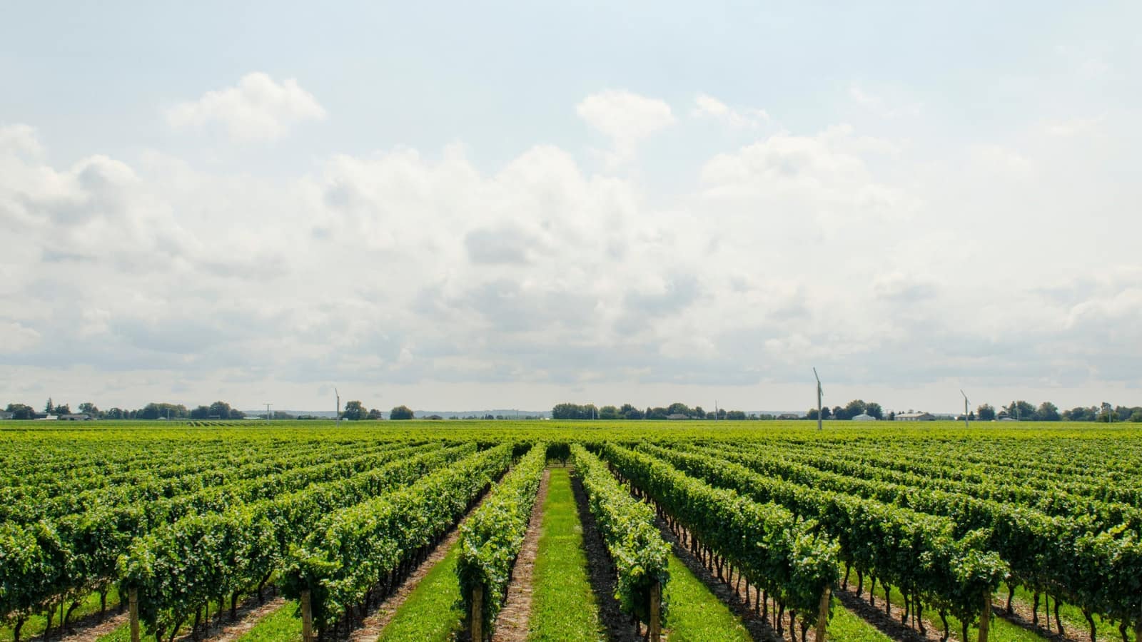 Agricultural landscape in the Western Cape, South Africa